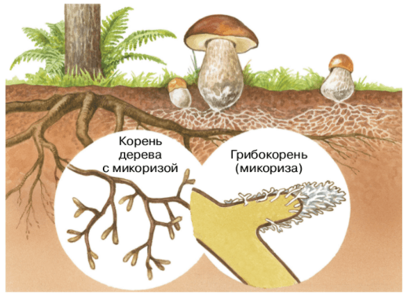 Решение рисунок 1