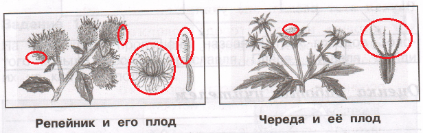 Решение рисунок 1