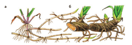 Задание рисунок 1